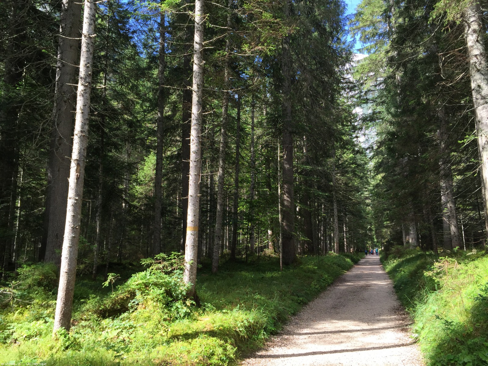 Foresta di Somadida